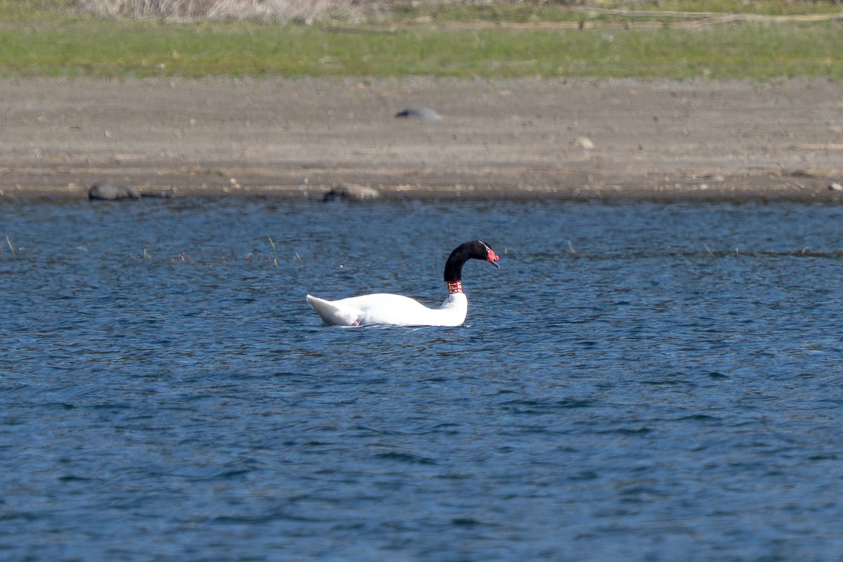 Black-necked Swan - ML640755423