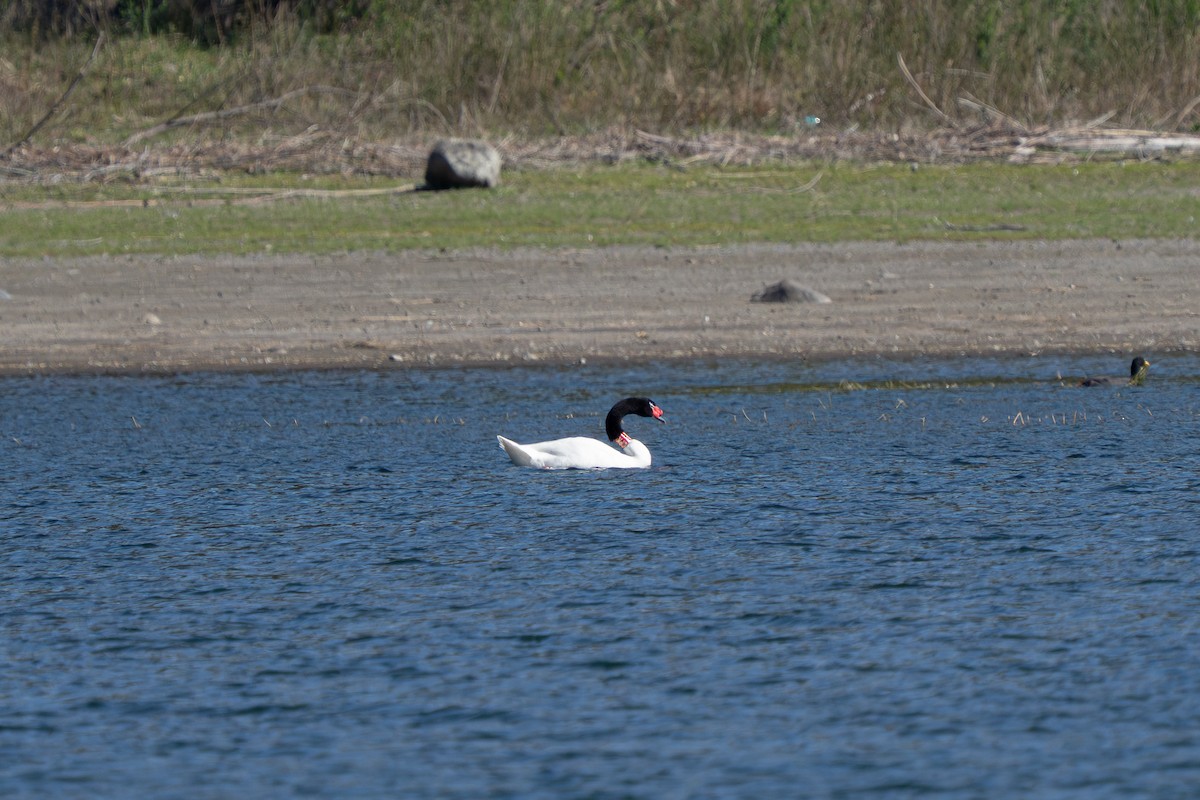 Black-necked Swan - ML640755424