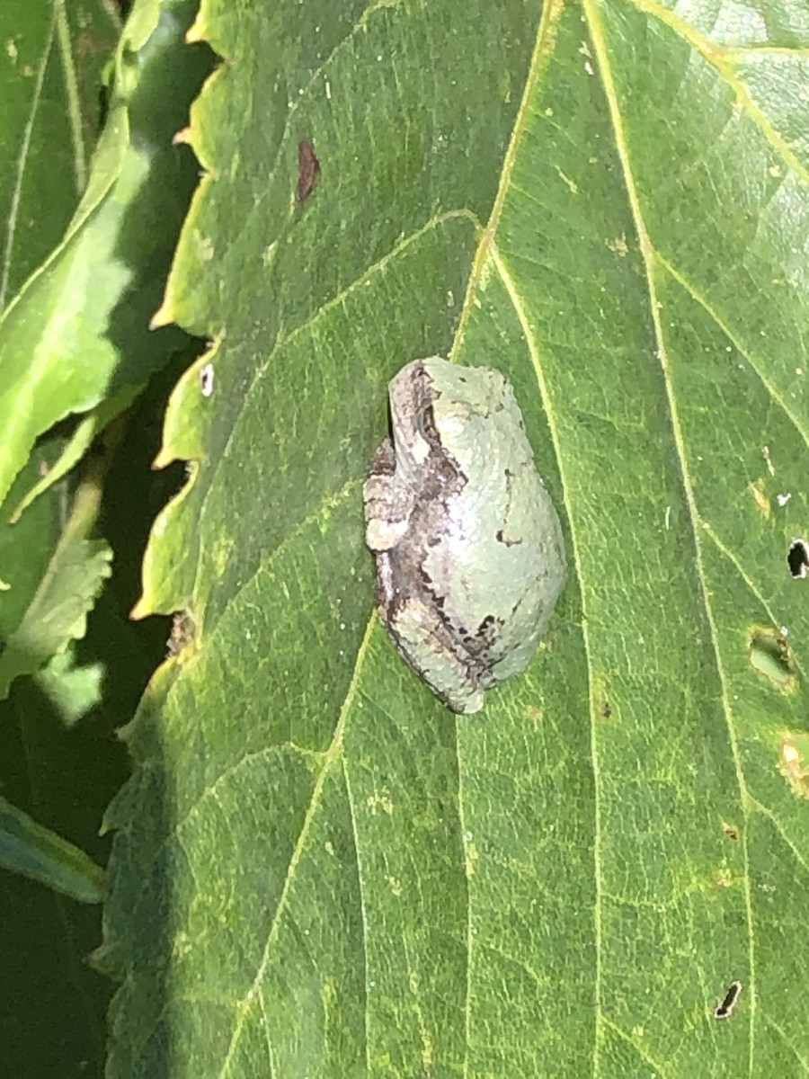 Gray Treefrog - ML640755492