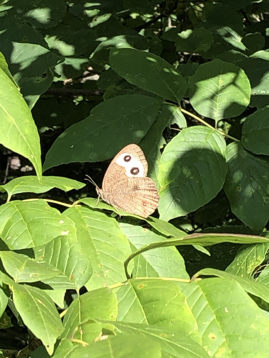 Common Wood-Nymph - ML640755496