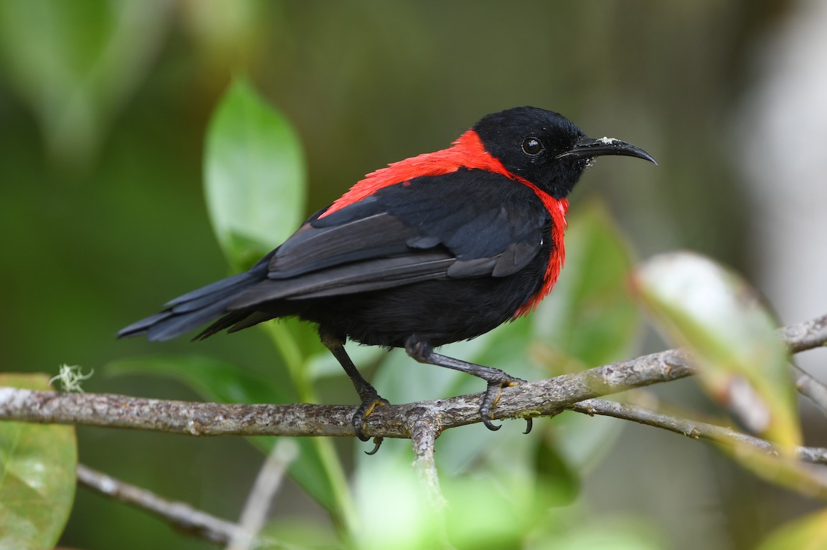 Red-collared Myzomela - ML640755590