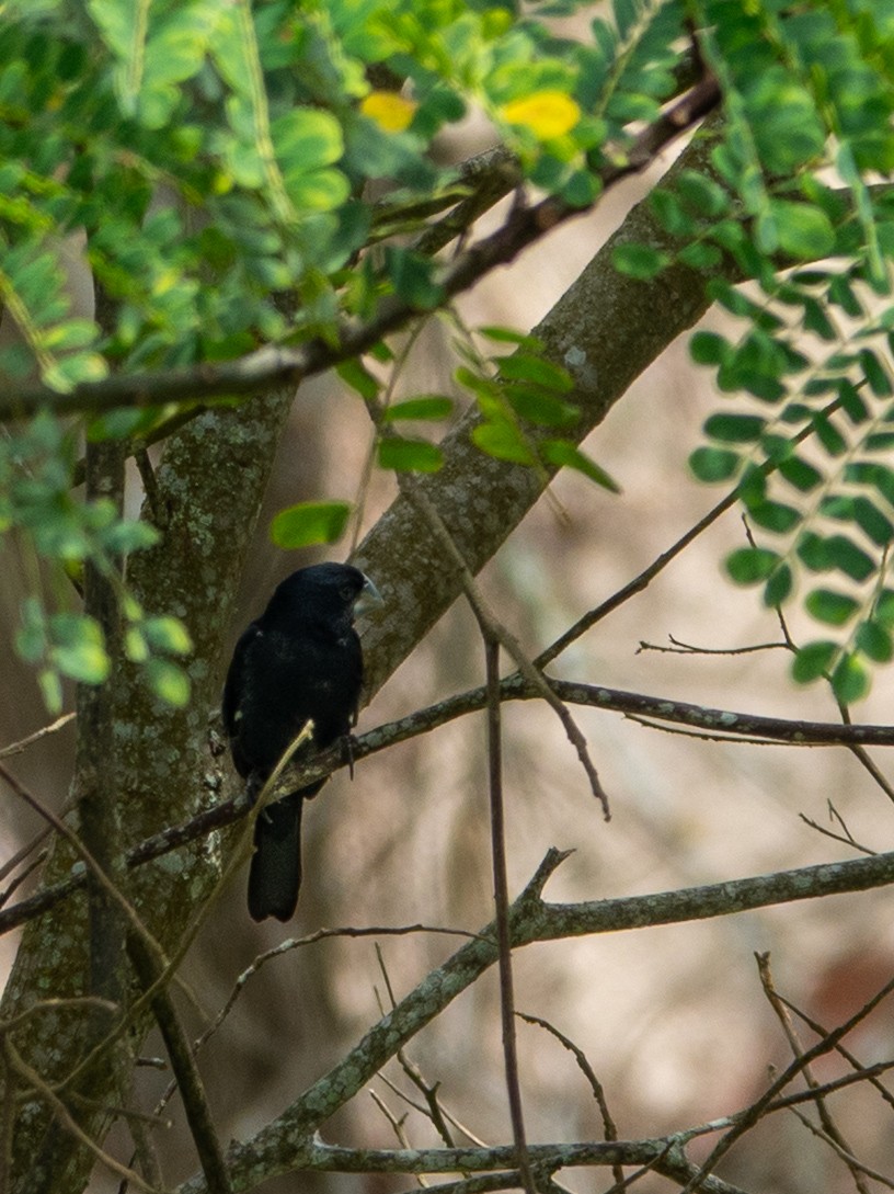 Large-billed Seed-Finch - ML640755666