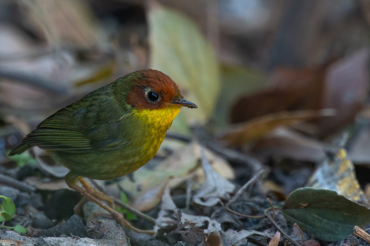 Chestnut-headed Tesia - ML640755680
