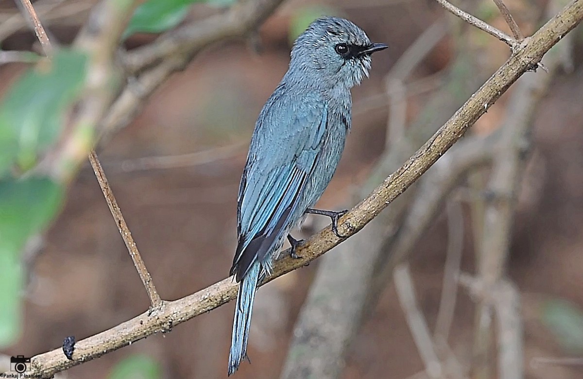 Verditer Flycatcher - ML640755705