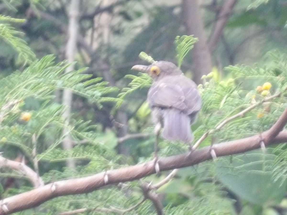 Spectacled Thrush - ML640755761