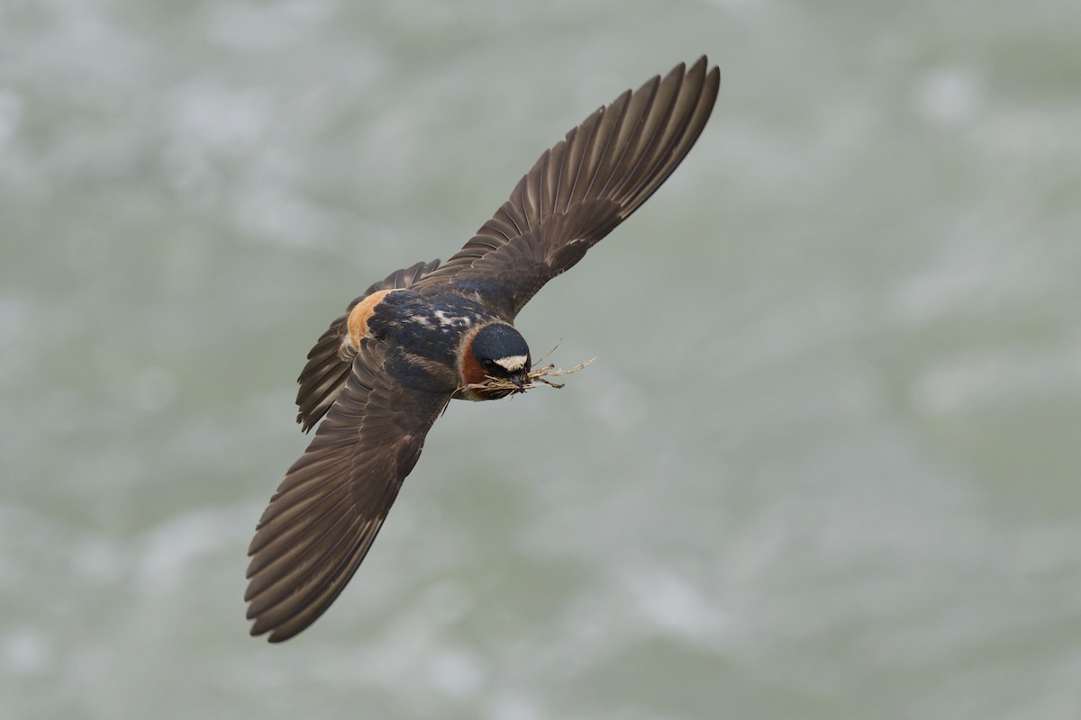 Cliff Swallow - ML640755763