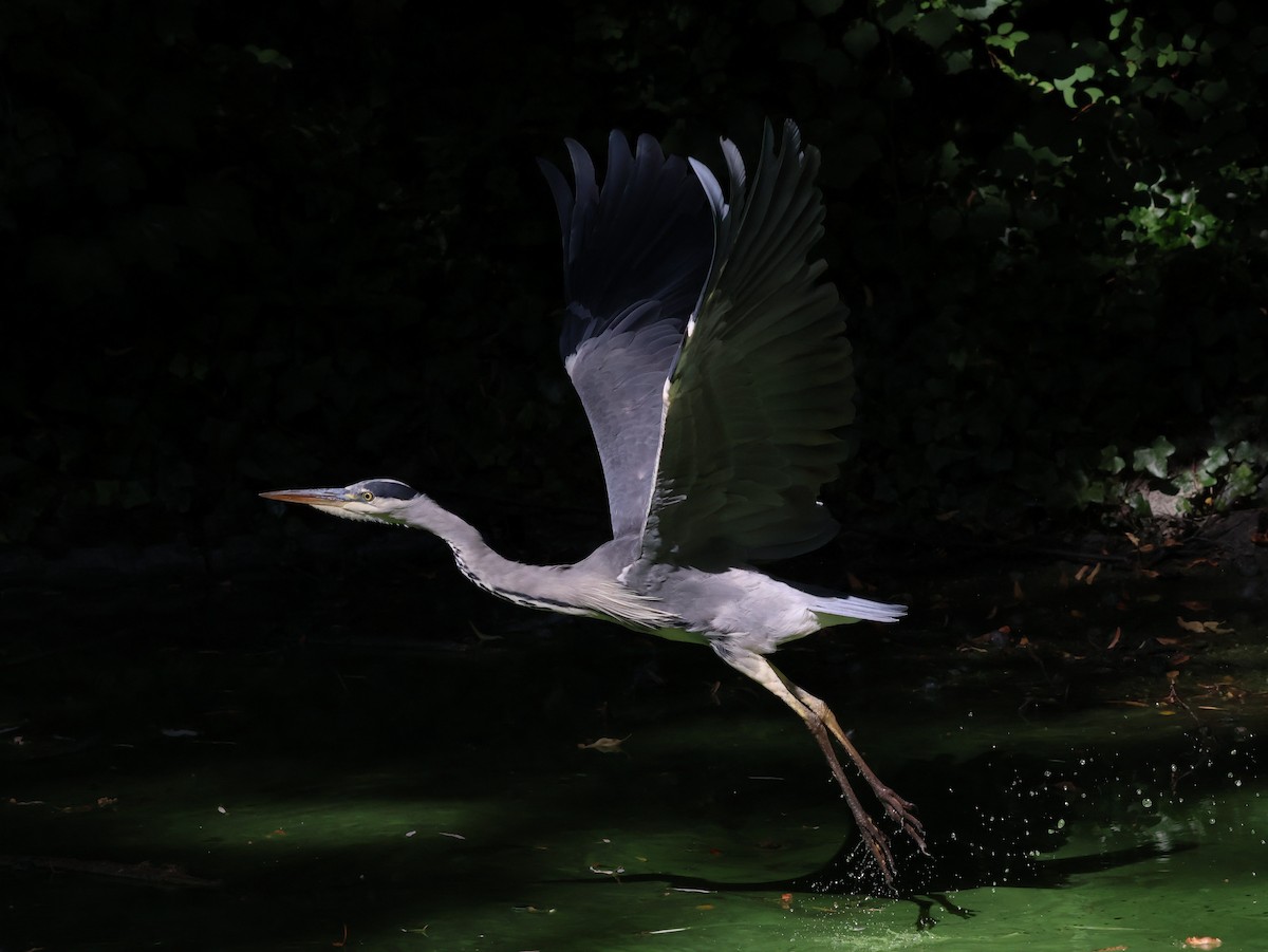 Gray Heron - ML640755767