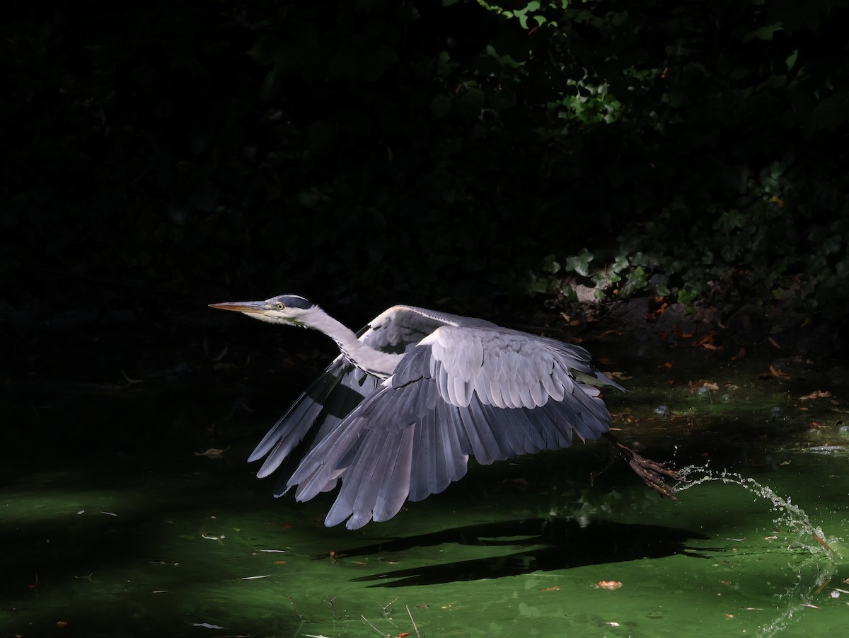 Gray Heron - ML640755768