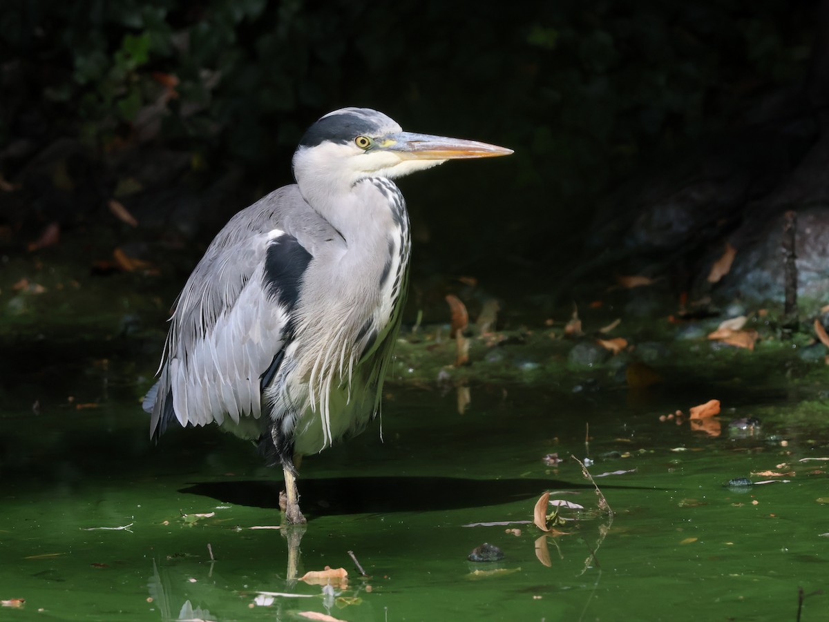 Gray Heron - ML640755769