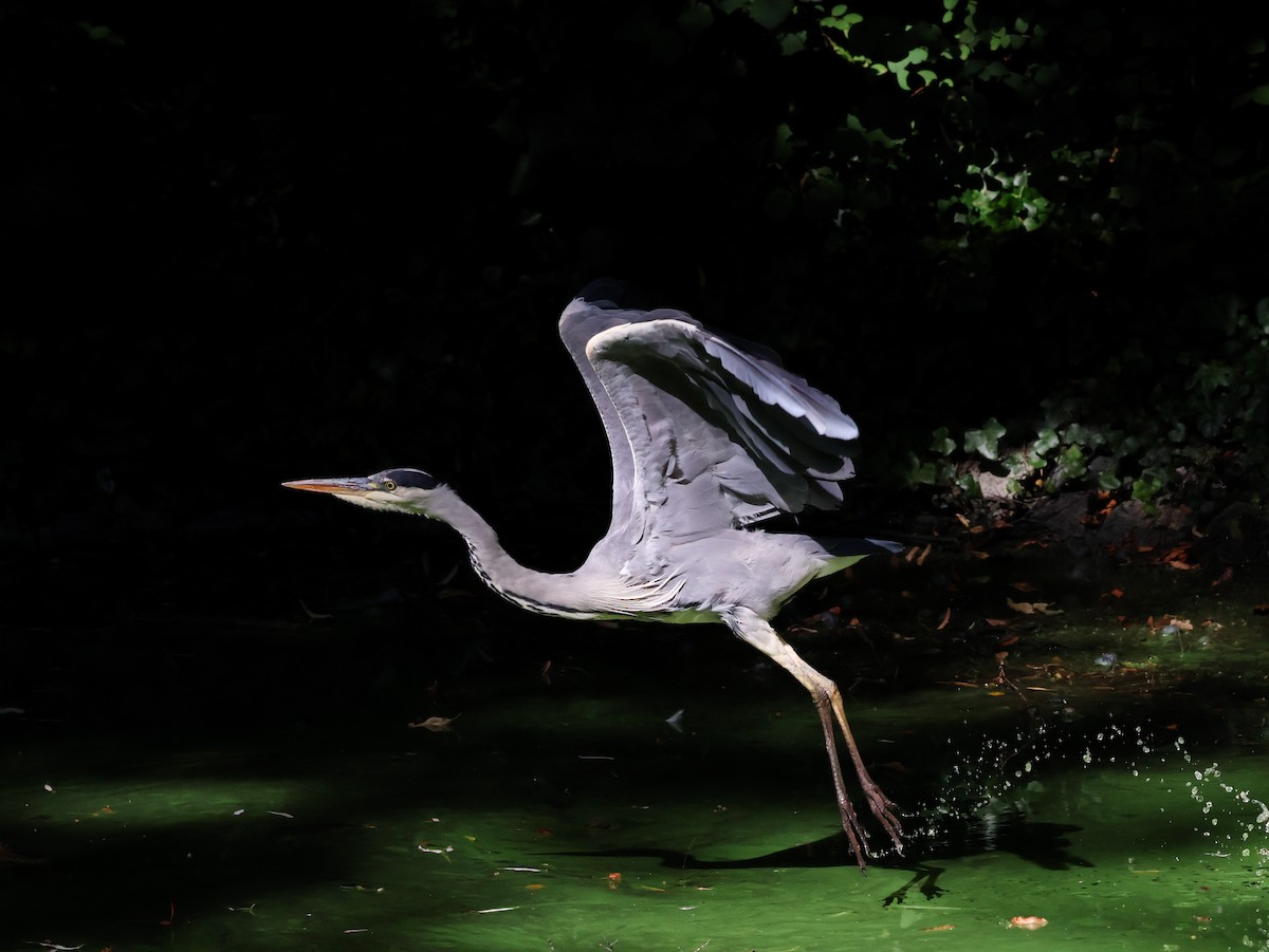 Gray Heron - ML640755770
