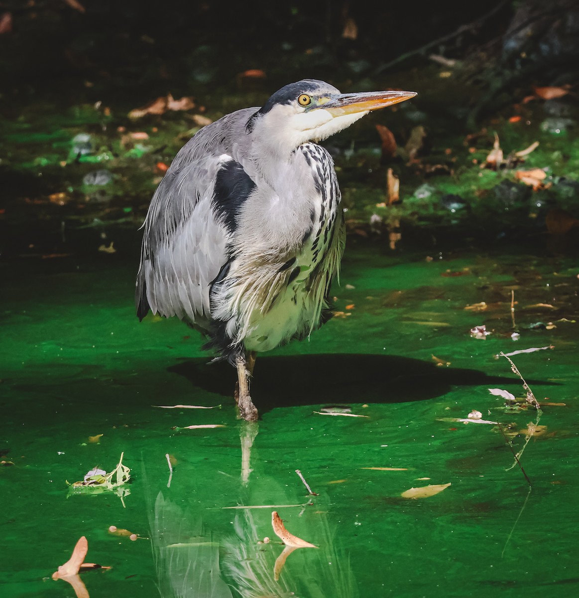 Gray Heron - ML640755771