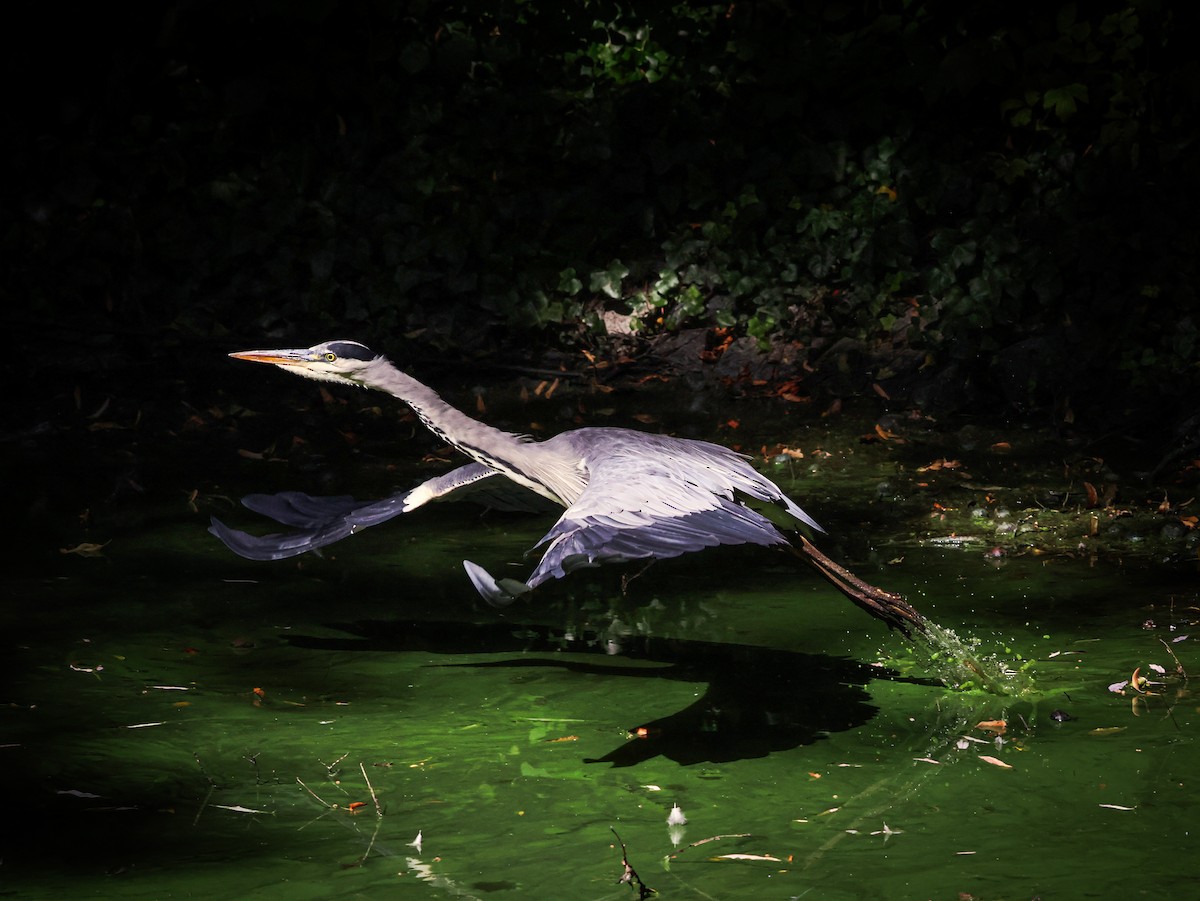 Gray Heron - ML640755772