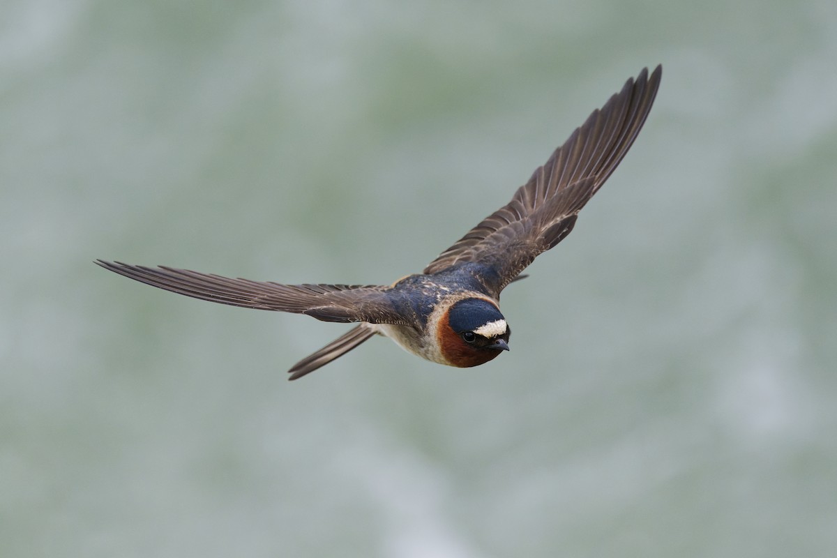 Cliff Swallow - ML640755807