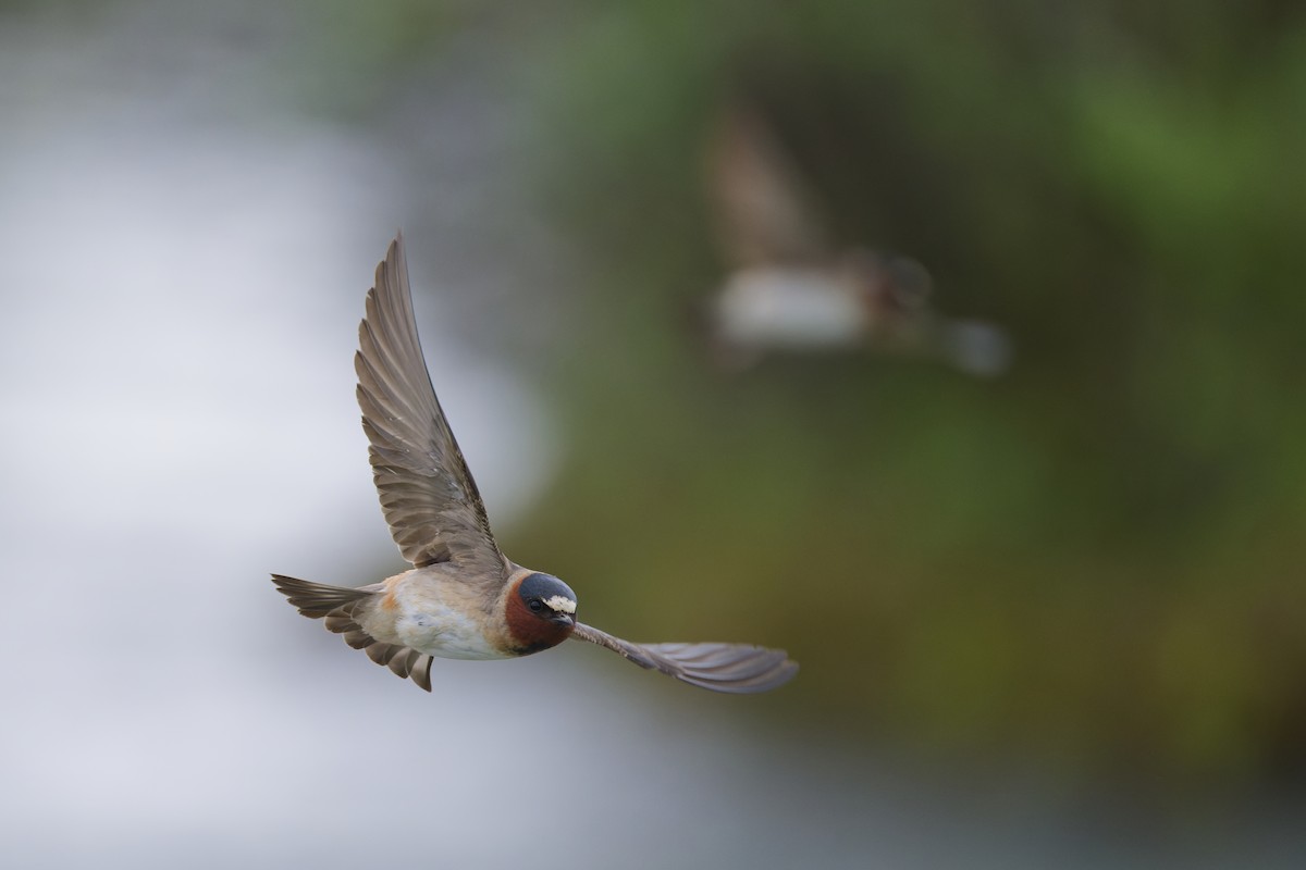 Cliff Swallow - ML640755815