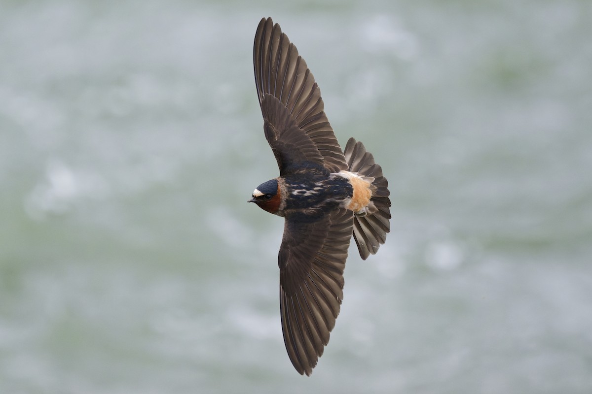 Cliff Swallow - ML640755827
