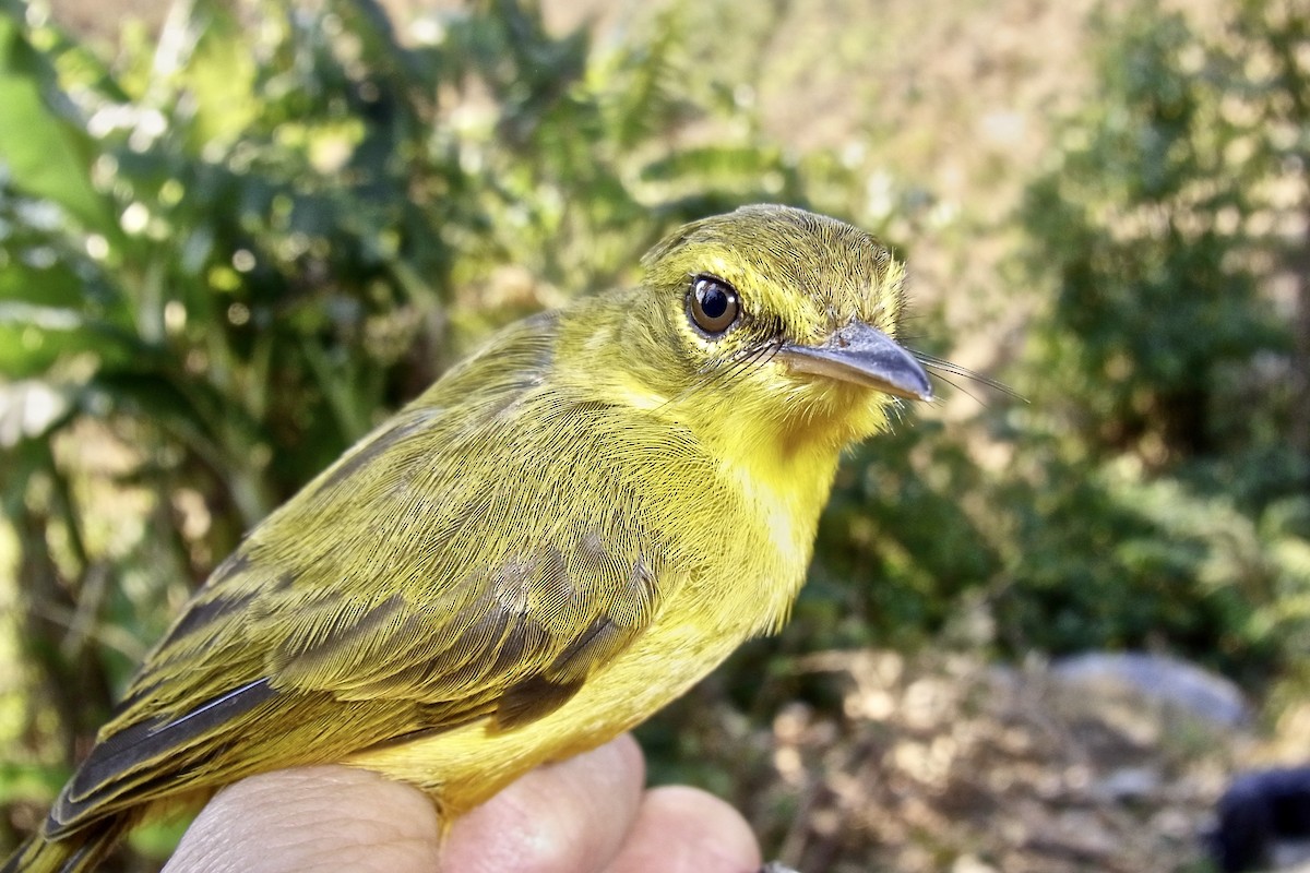African Yellow-Warbler - ML640755893