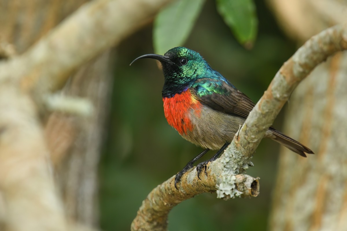Greater Double-collared Sunbird - ML640755988