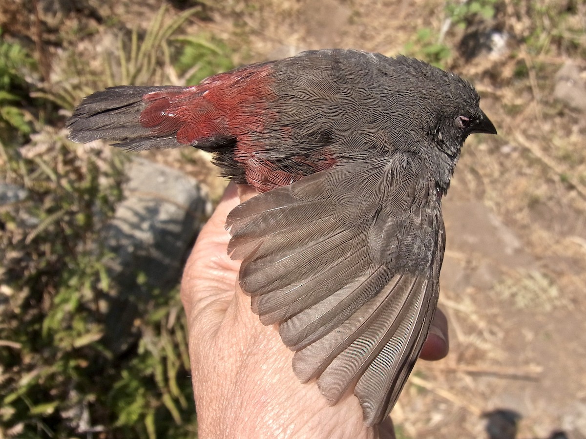 Dusky Twinspot (Angola) - ML640755992