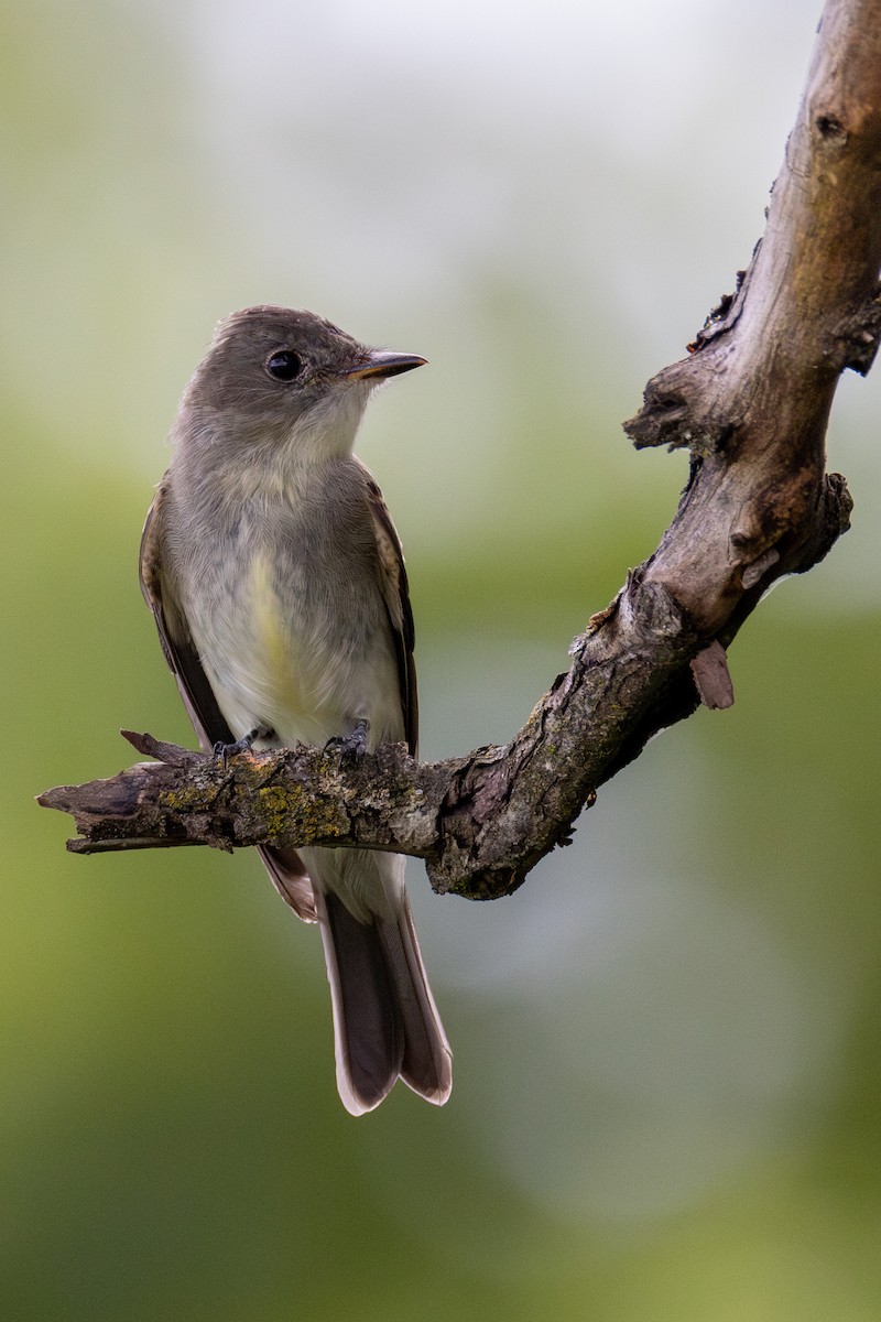 Eastern Wood-Pewee - ML640756093