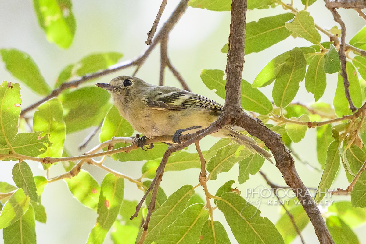 Hutton's Vireo (Interior) - ML640756190