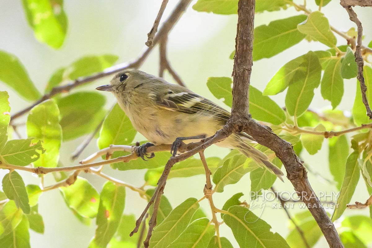 Hutton's Vireo (Interior) - ML640756191