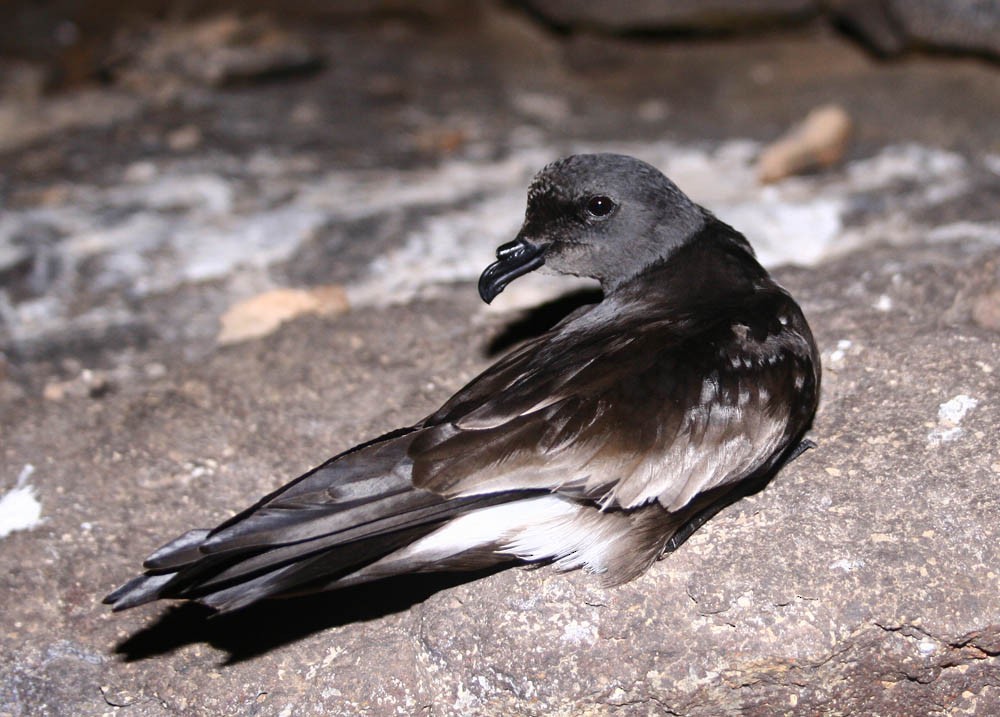 Cape Verde Storm-Petrel - Alexandre Hespanhol Leitão