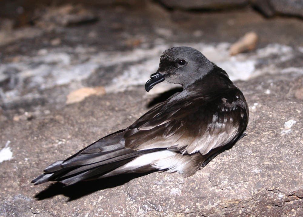 Cape Verde Storm-Petrel - ML64075621