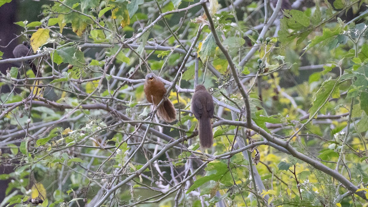 Rufous Babbler - ML640756214