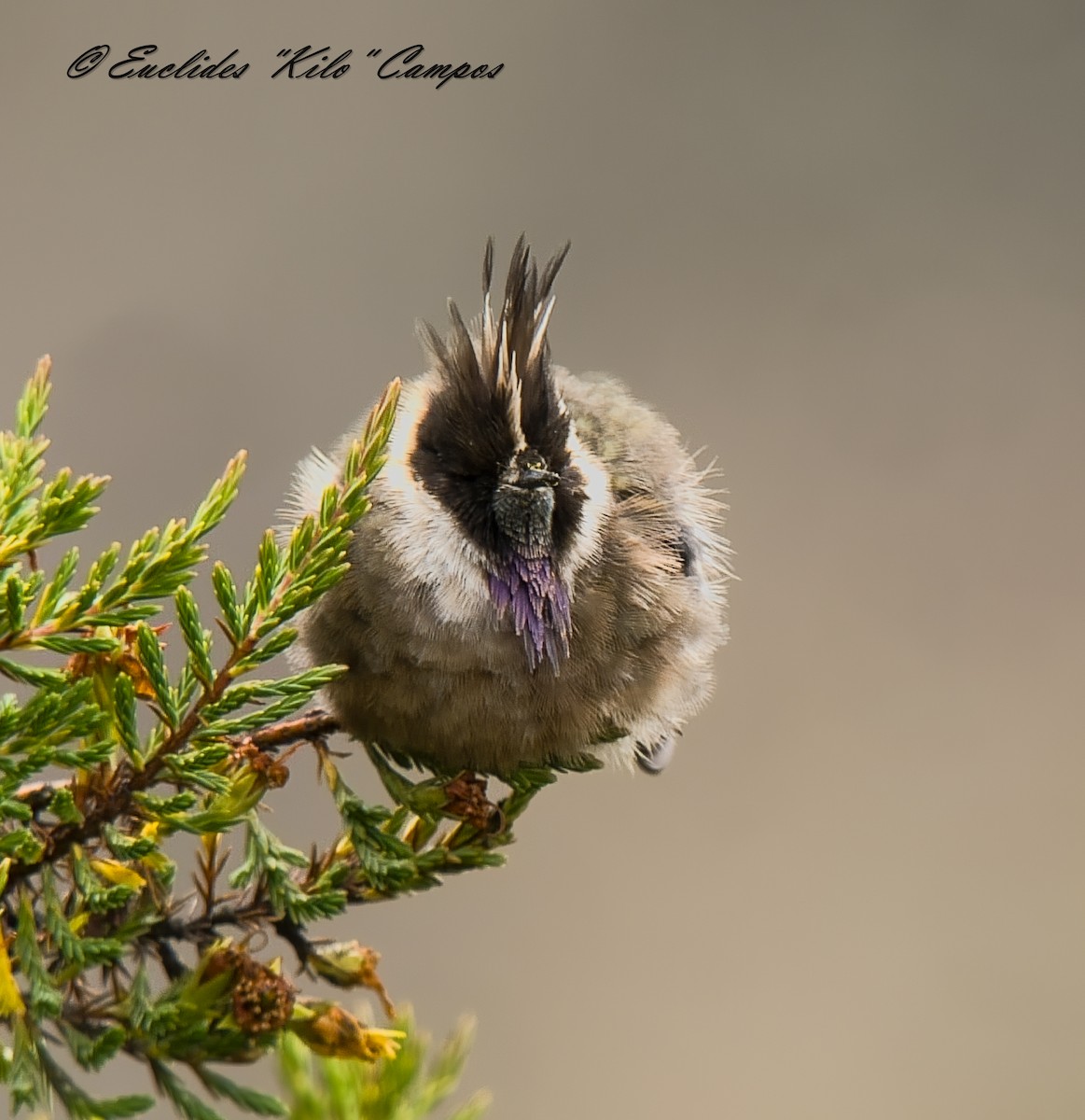 okerhjelmkolibri - ML640756241