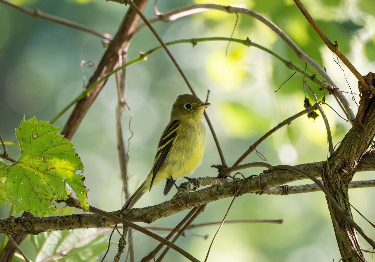 Yellow-bellied Flycatcher - ML640756267
