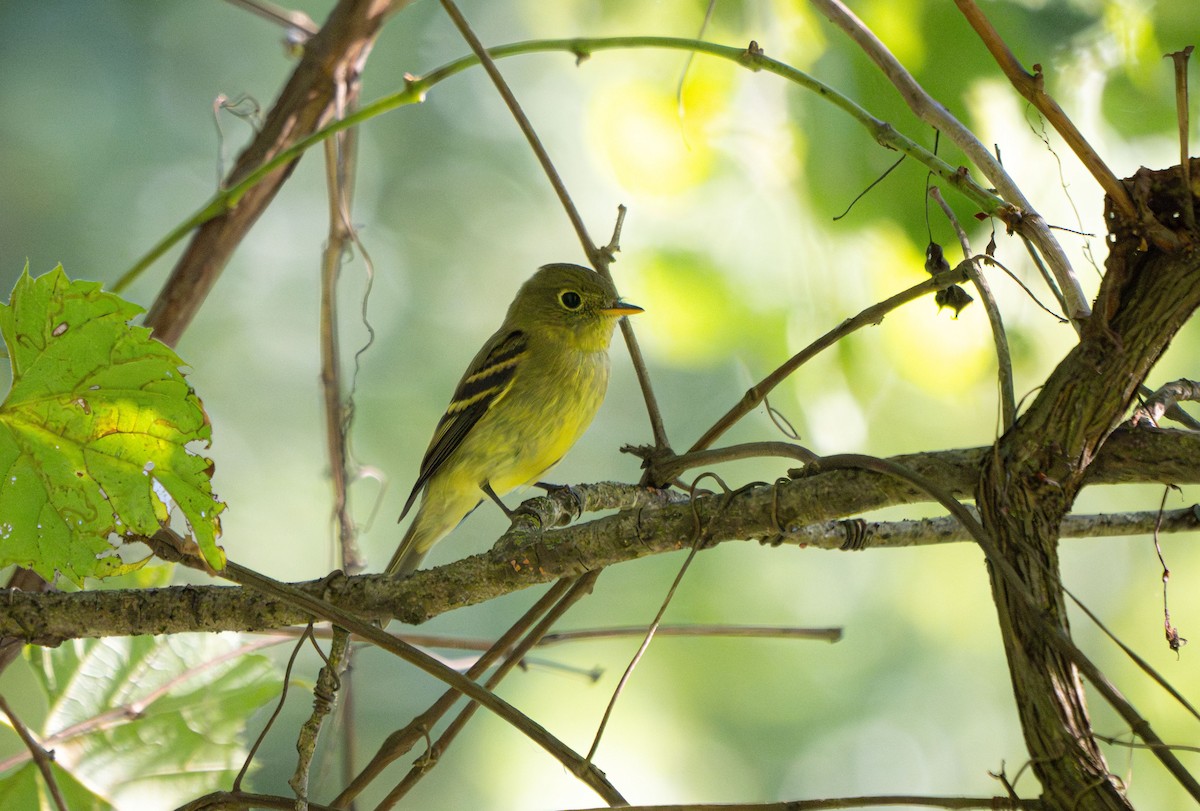 Yellow-bellied Flycatcher - ML640756268