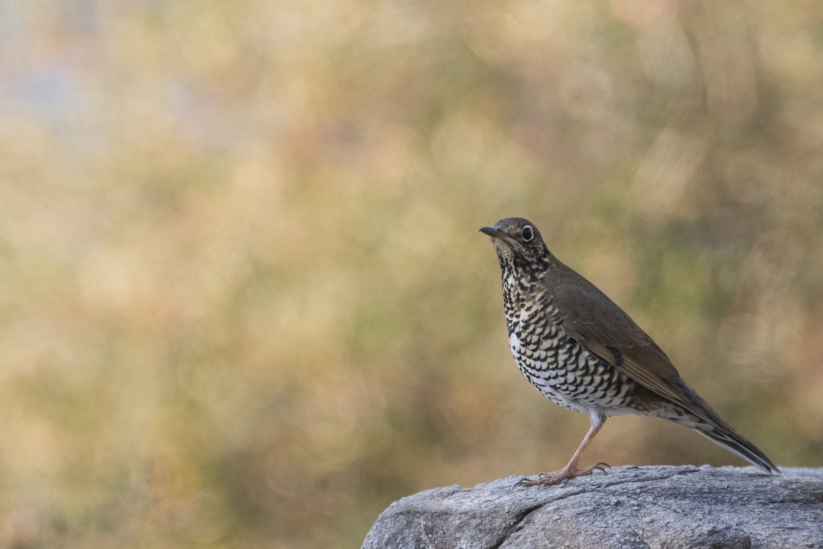 Alpine Thrush - ML640756306