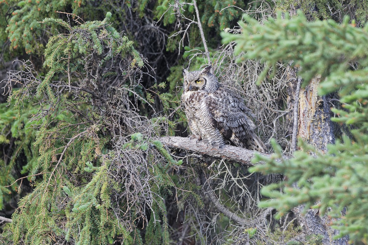Great Horned Owl - ML640756337