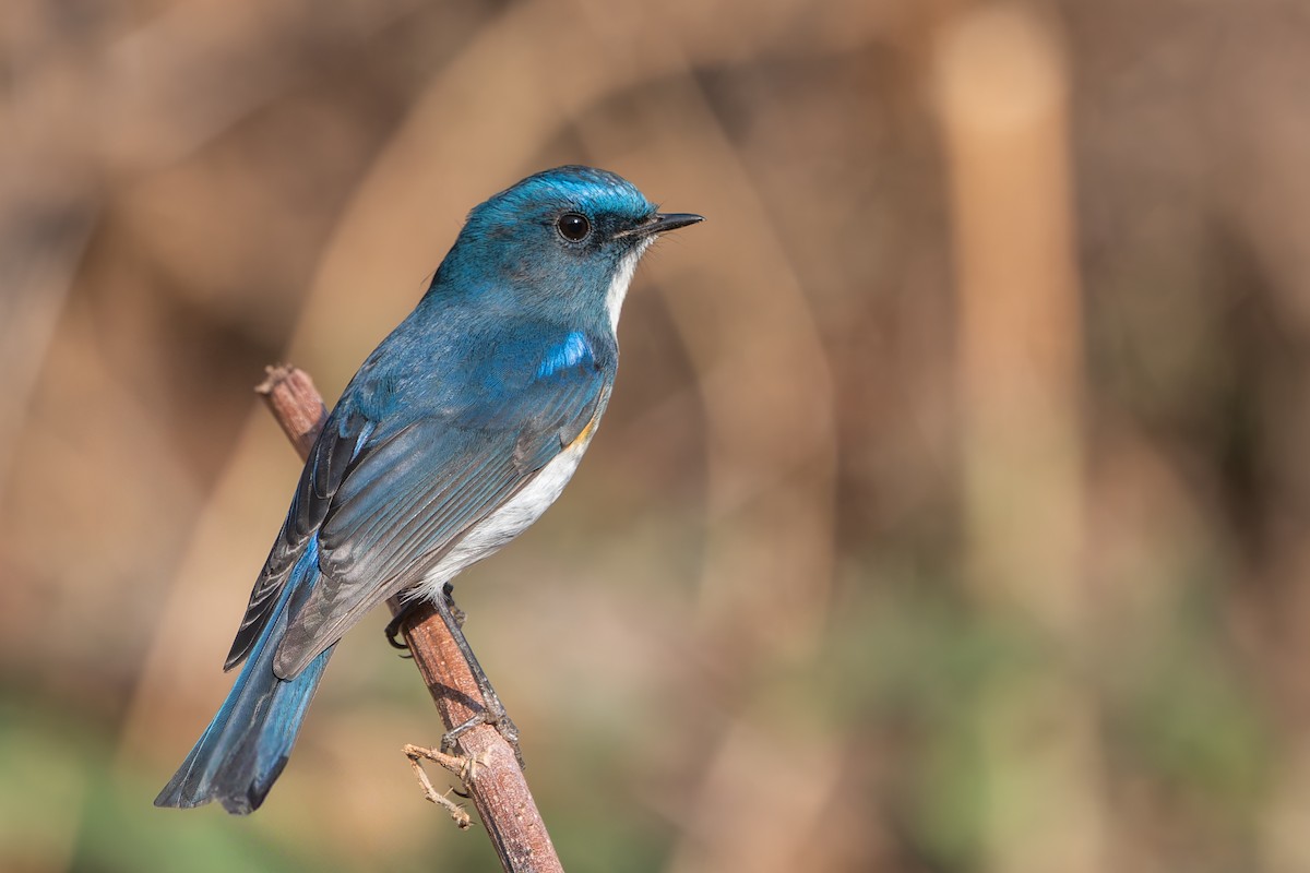 Robin de l'Himalaya - ML640756349