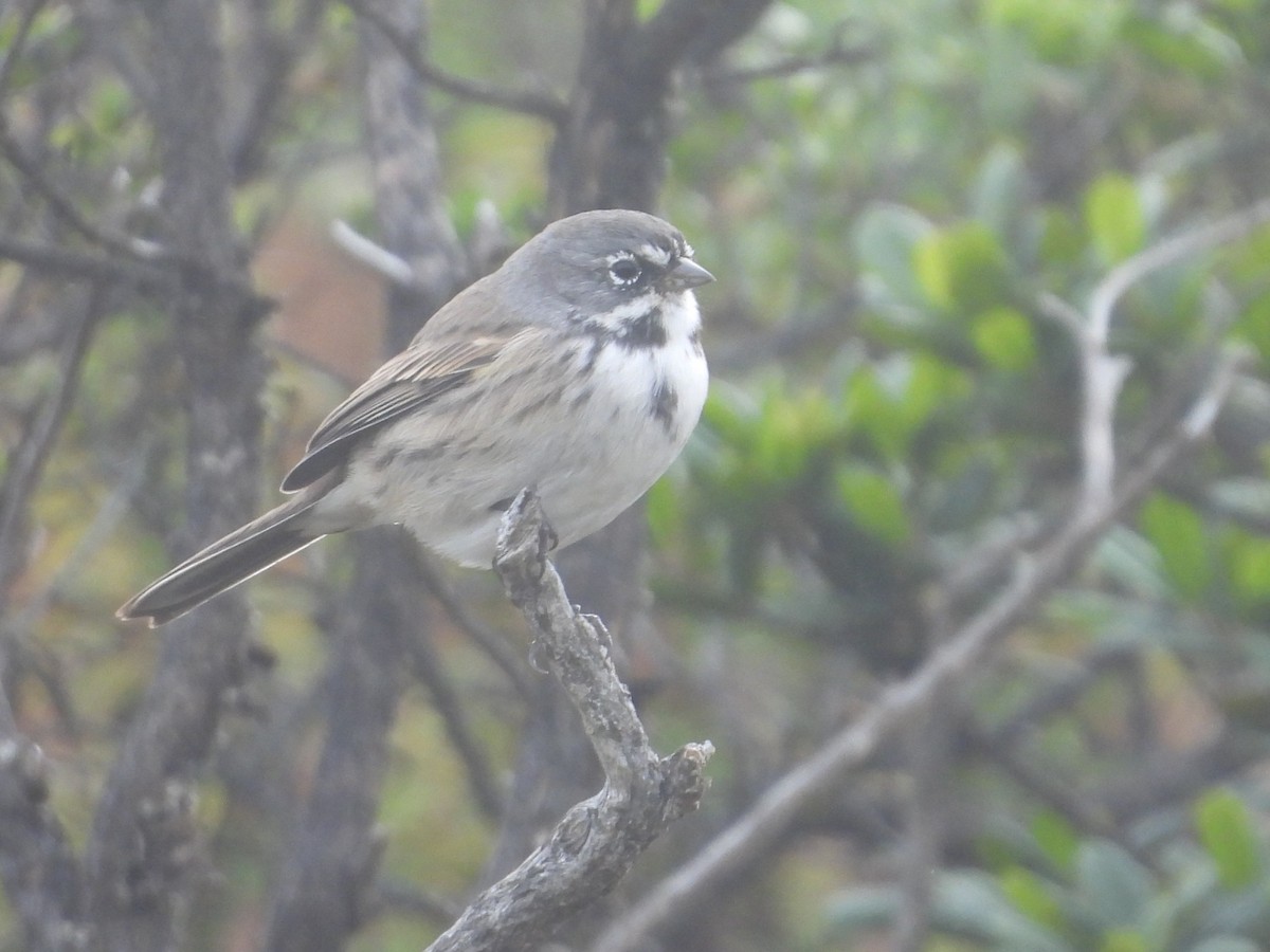 Bell's Sparrow - ML640756445