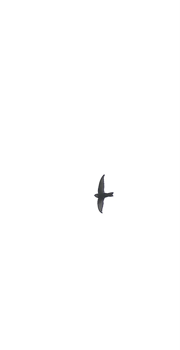 House Swift - ML640756449