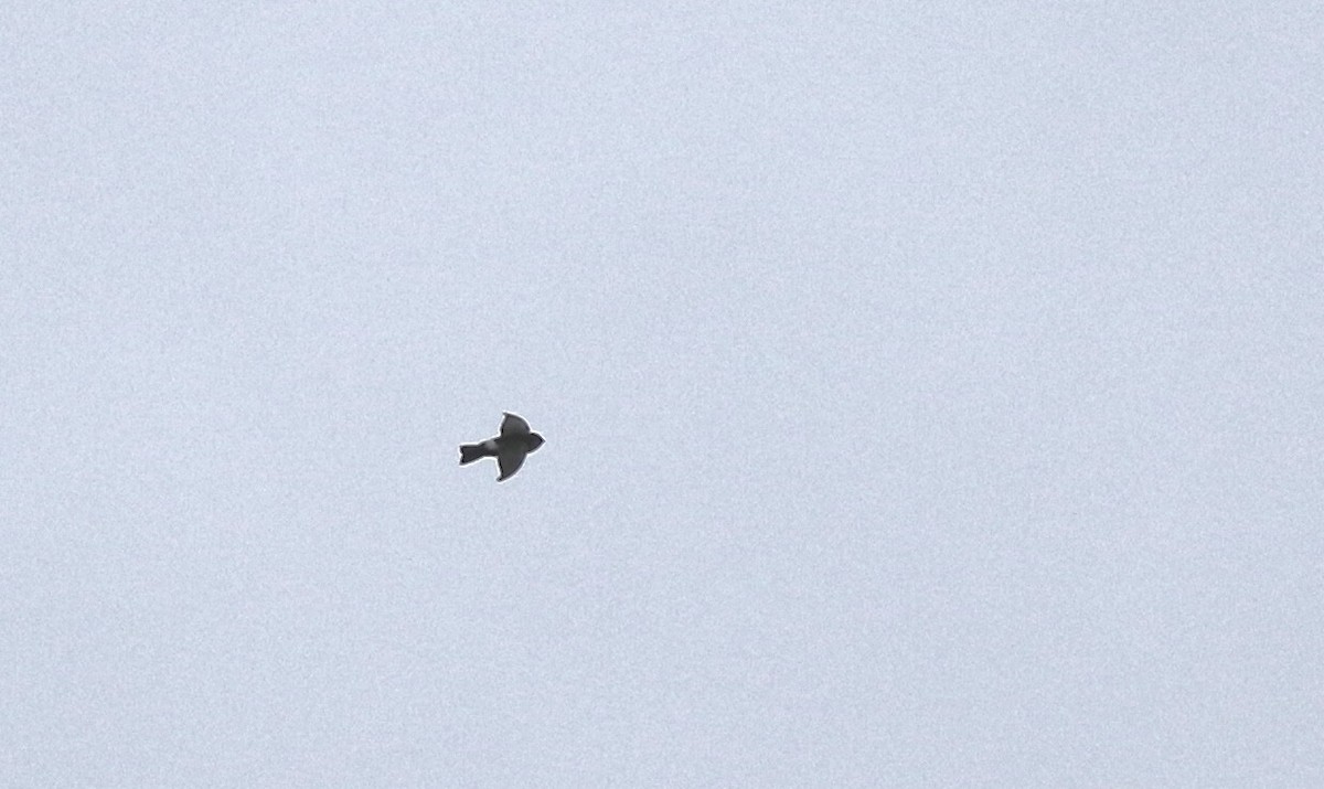House Swift - ML640756450