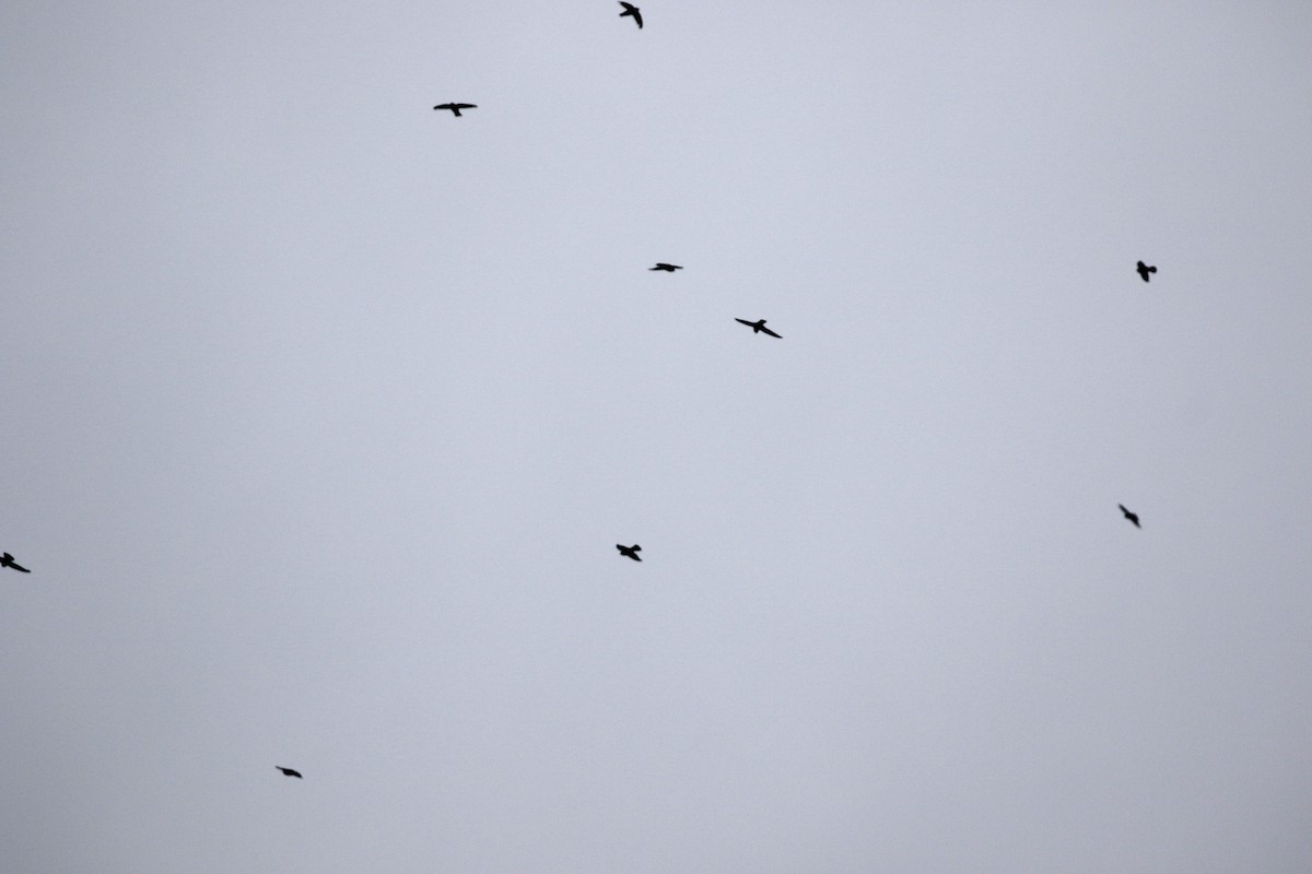 House Swift - ML640756455