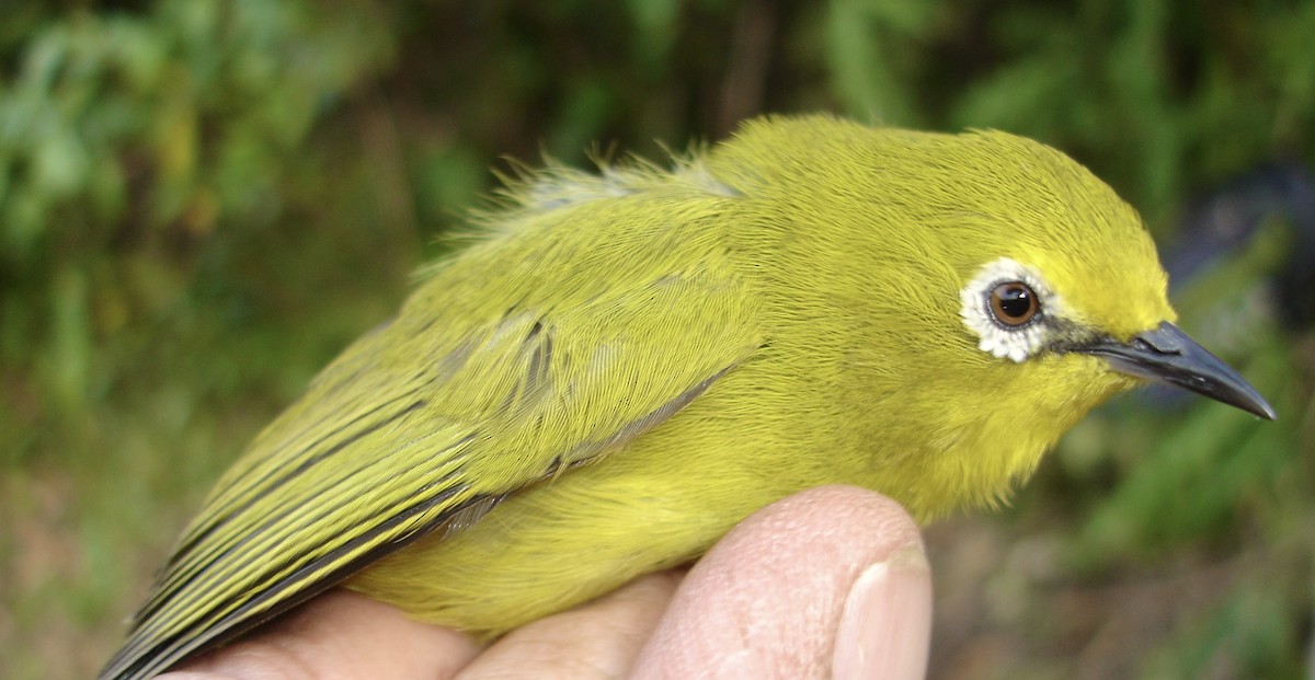 Südbrillenvogel - ML640756472