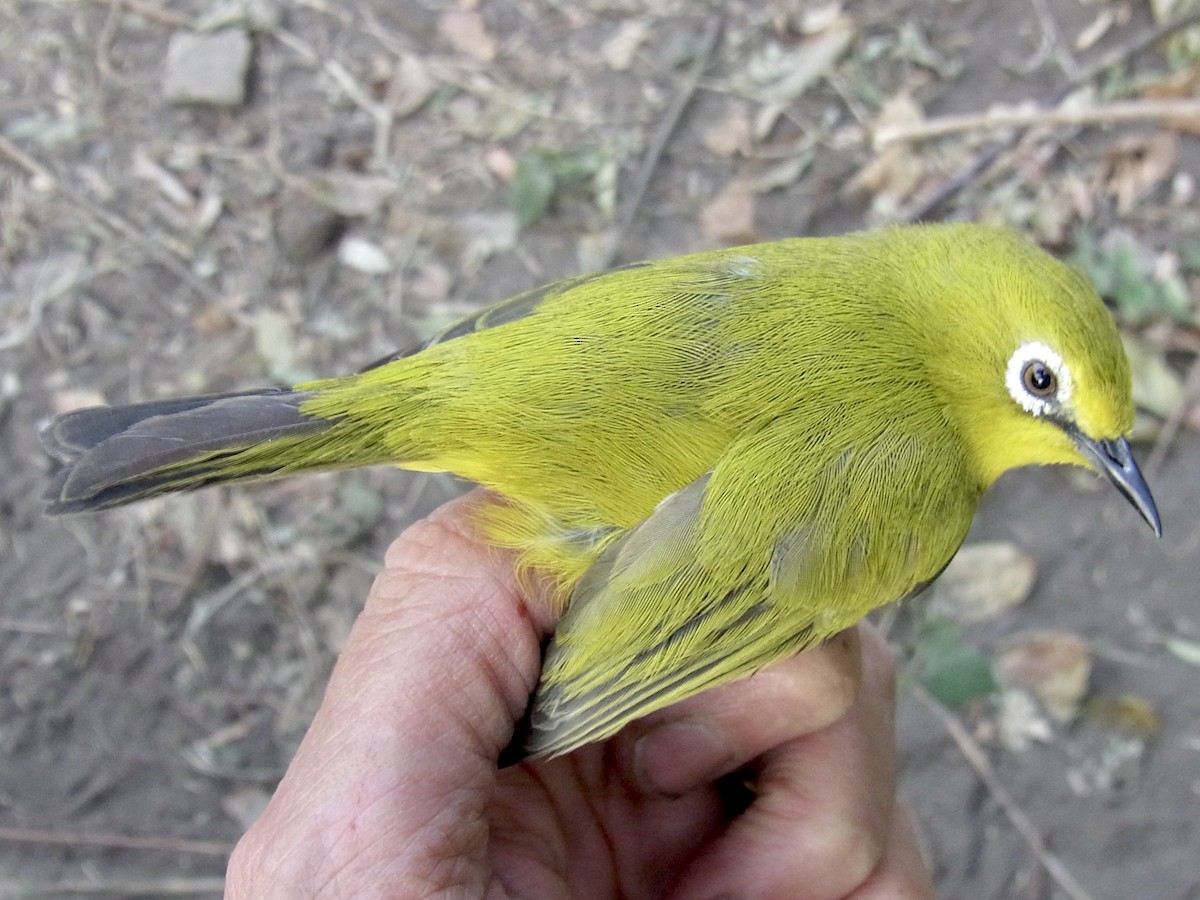 Südbrillenvogel - ML640756473