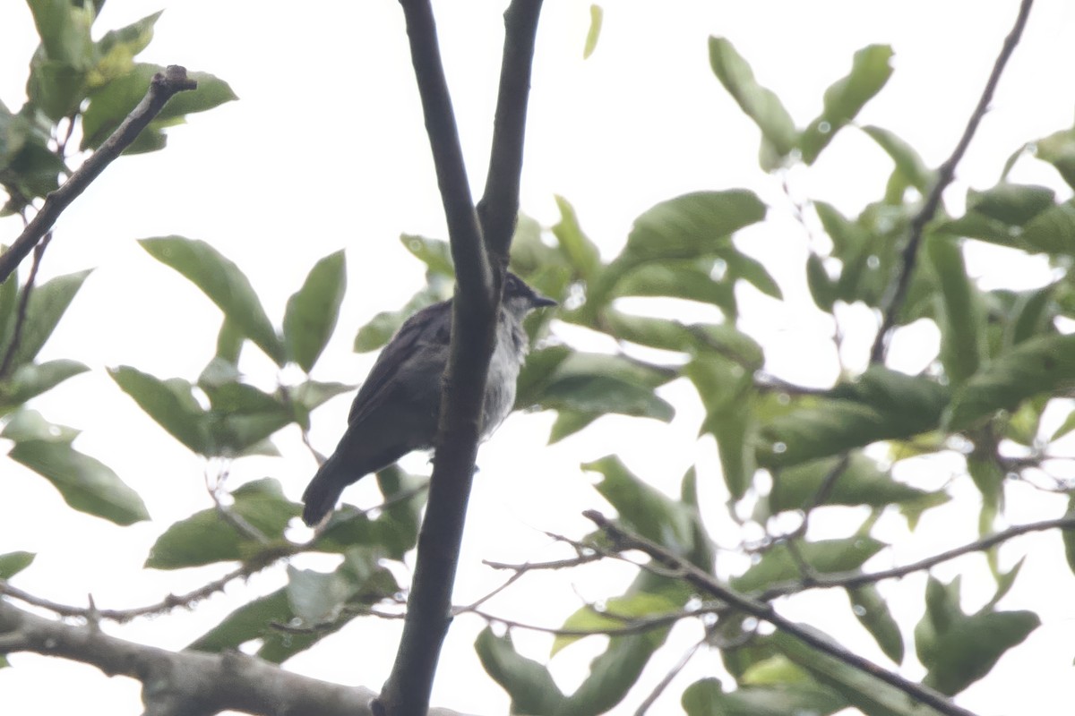 African Forest-Flycatcher - ML640756478