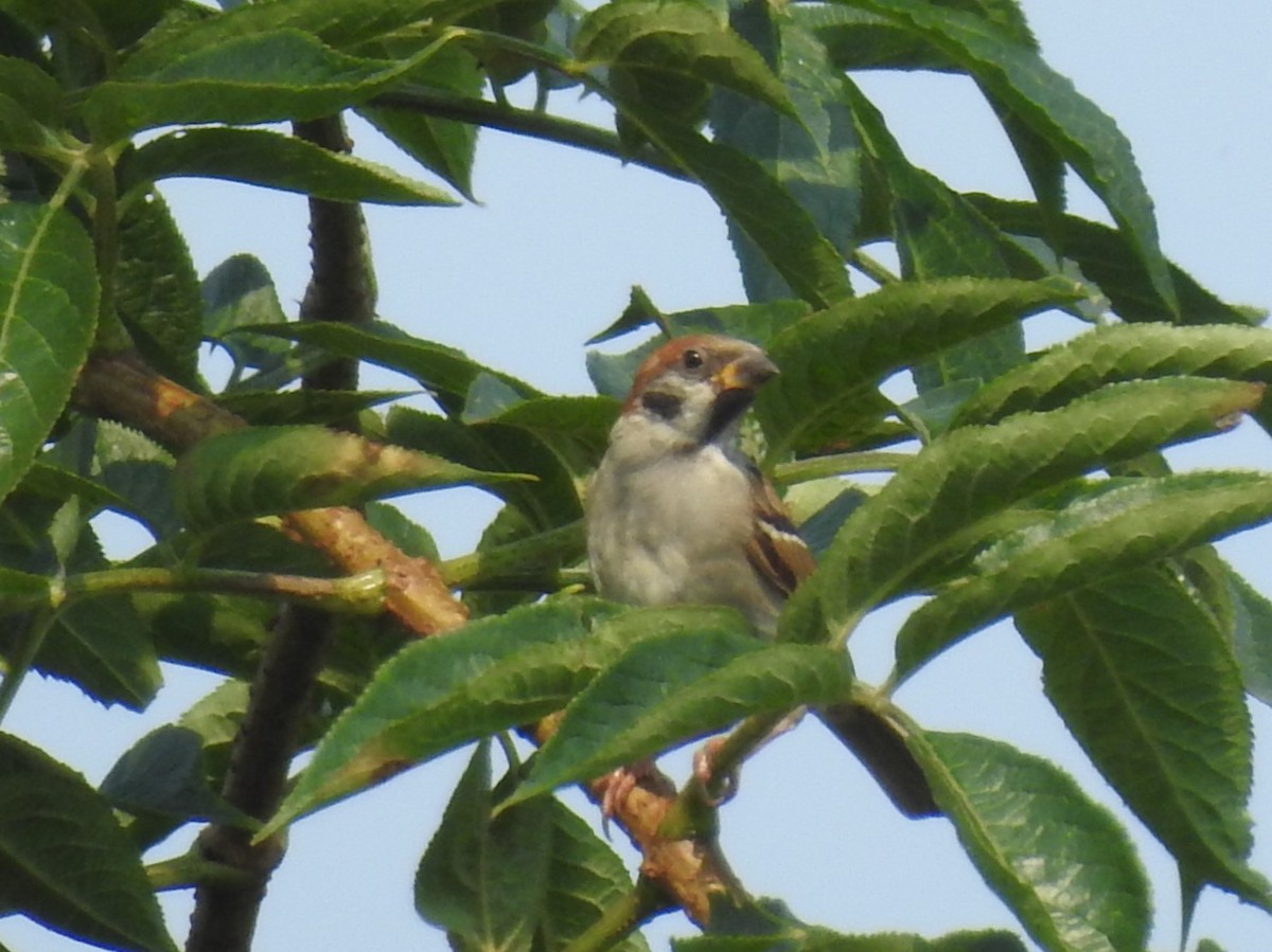 Eurasian Tree Sparrow - ML640756503