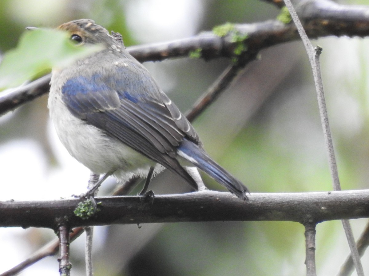 Ultramarine Flycatcher - ML640756527