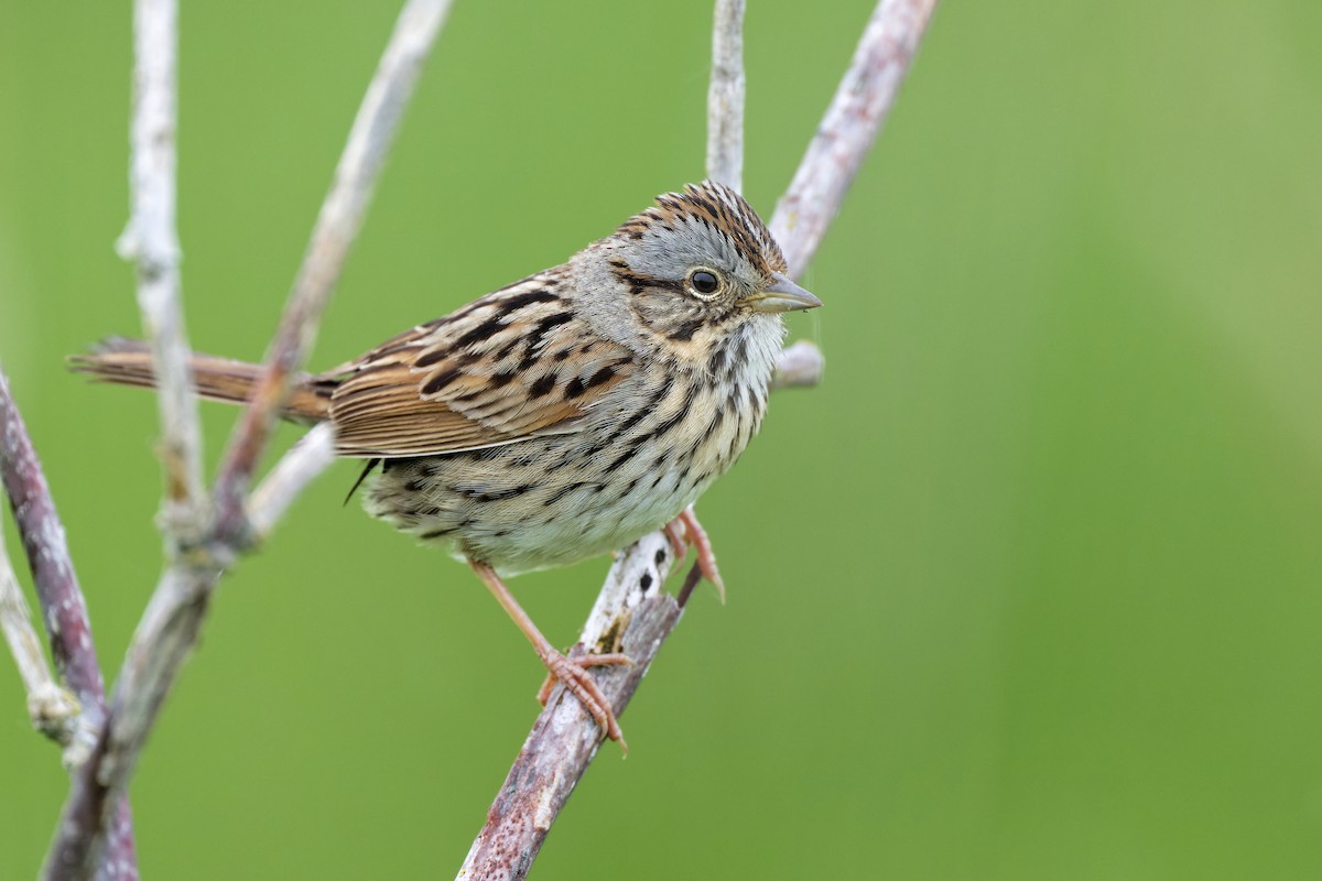Lincoln's Sparrow - ML640756540