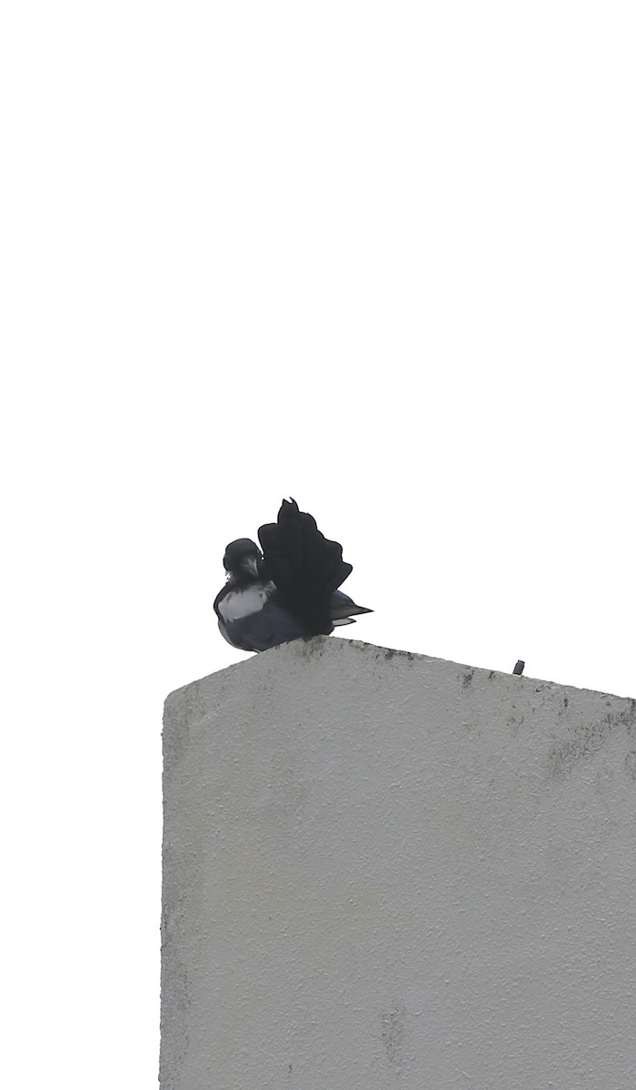 Oriental Magpie - ML640756547