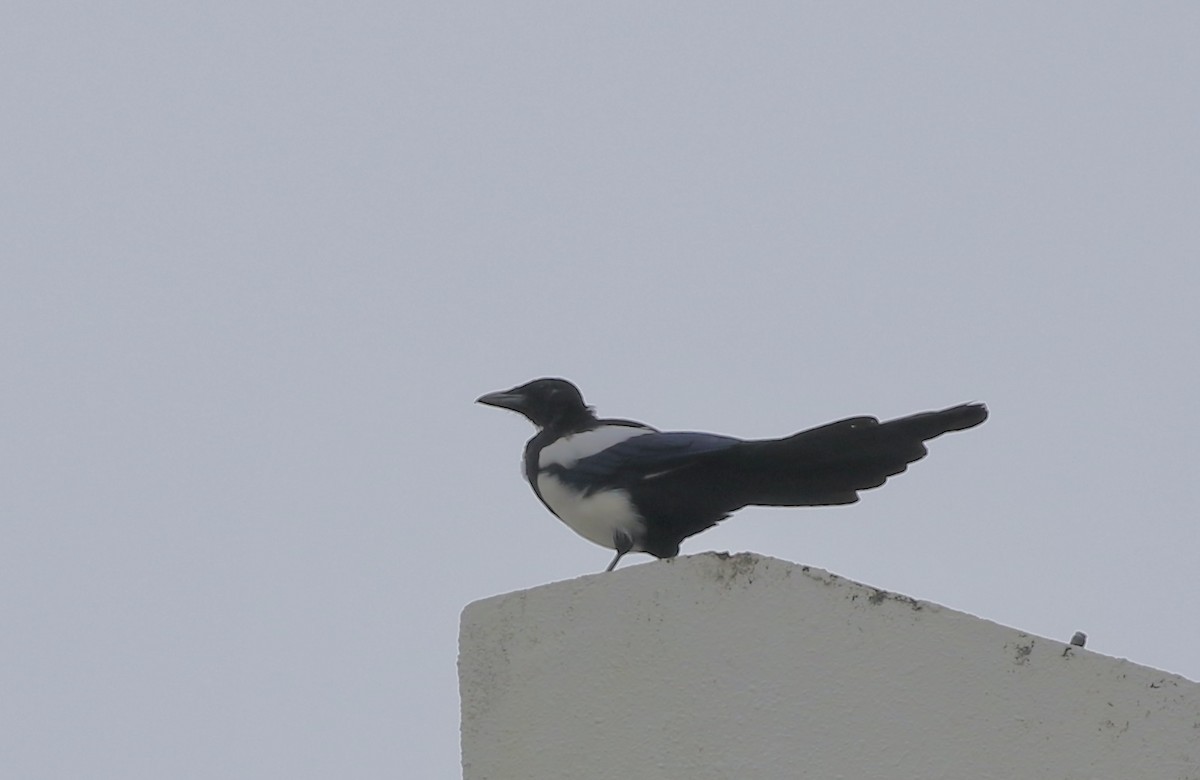 Oriental Magpie - ML640756548