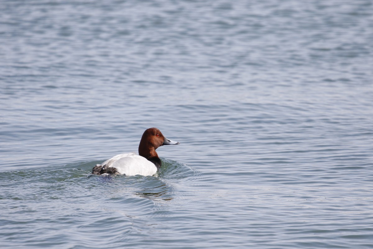 Common Pochard - ML640756561