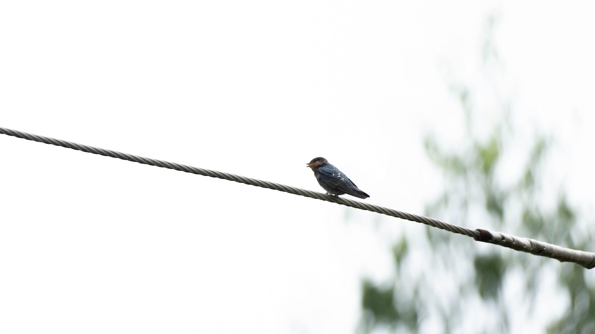 Hill Swallow - ML640756562