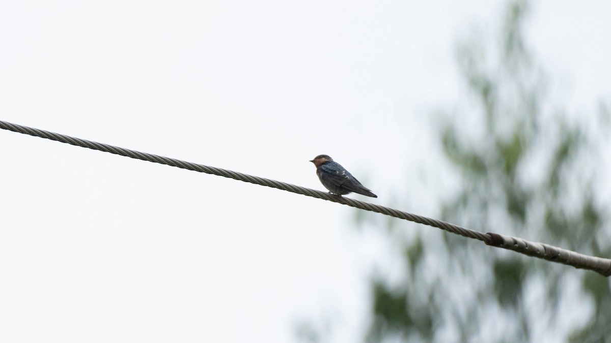 Hill Swallow - ML640756563