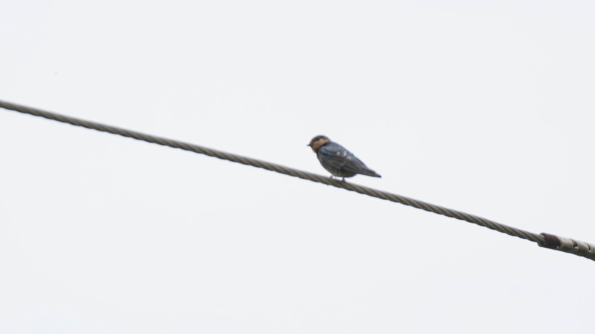 Hill Swallow - ML640756564